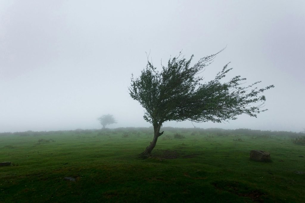 A lone tree on a hill blowing in high winds.